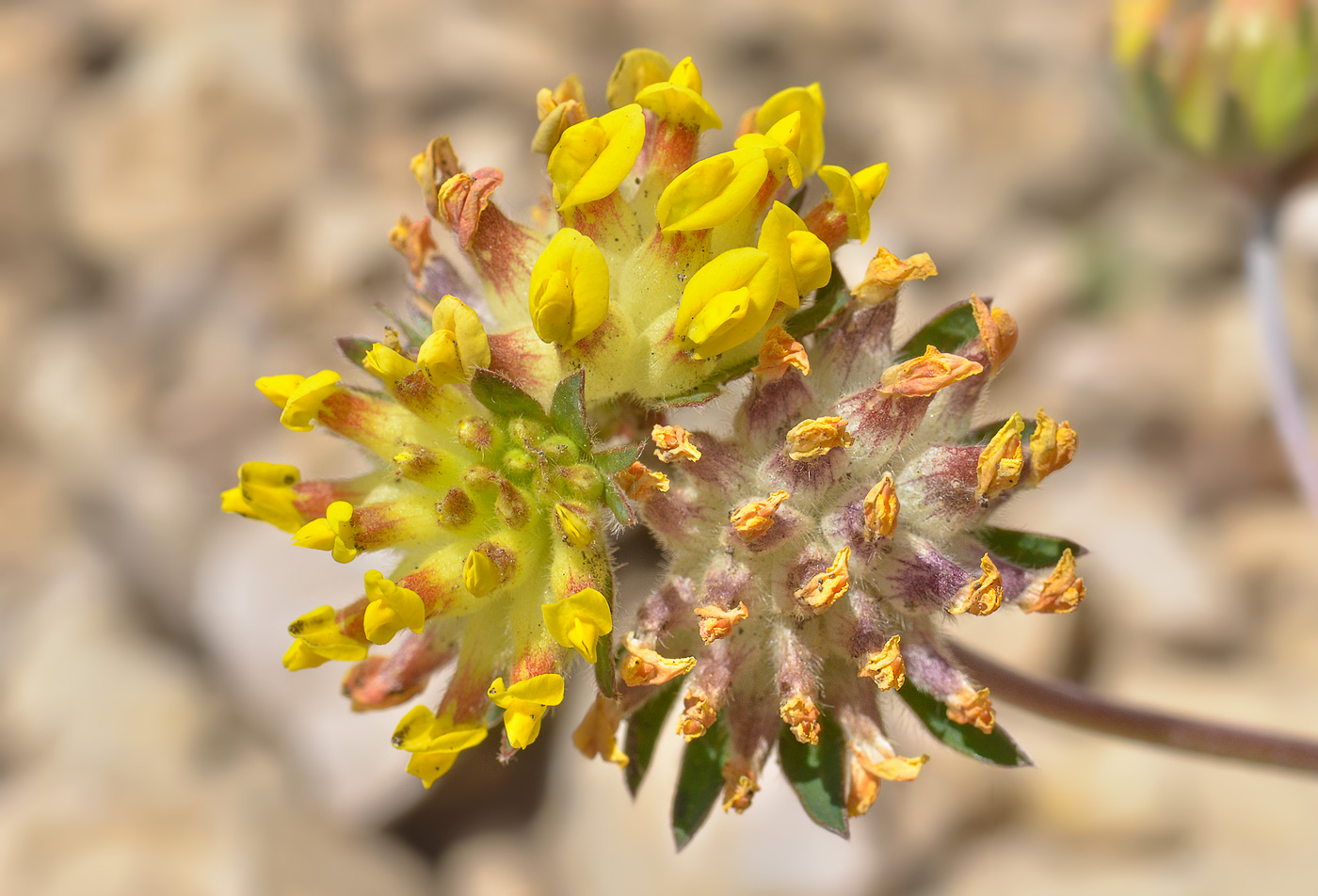 Image of Anthyllis lachnophora specimen.