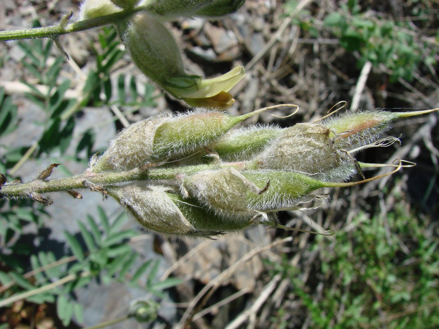 Image of Astragalus iskanderi specimen.