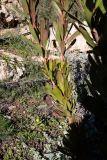 Protea obtusifolia