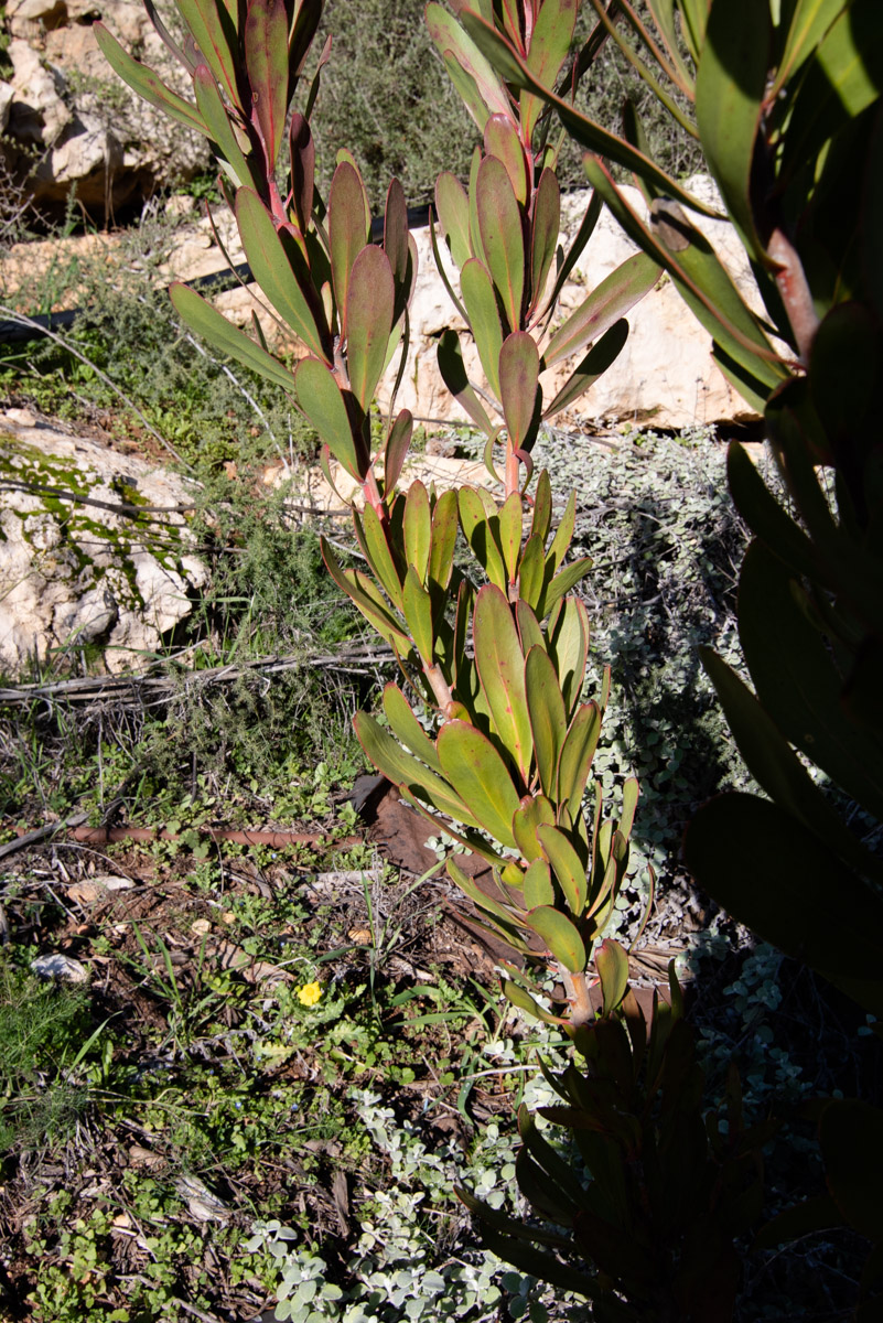 Image of Protea obtusifolia specimen.