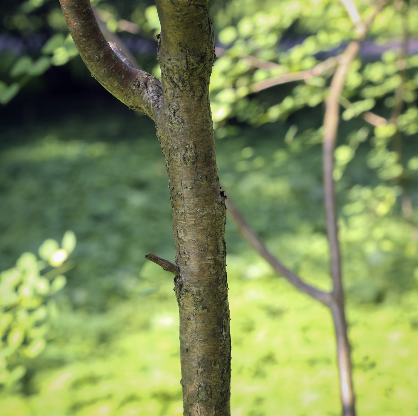 Image of genus Colutea specimen.