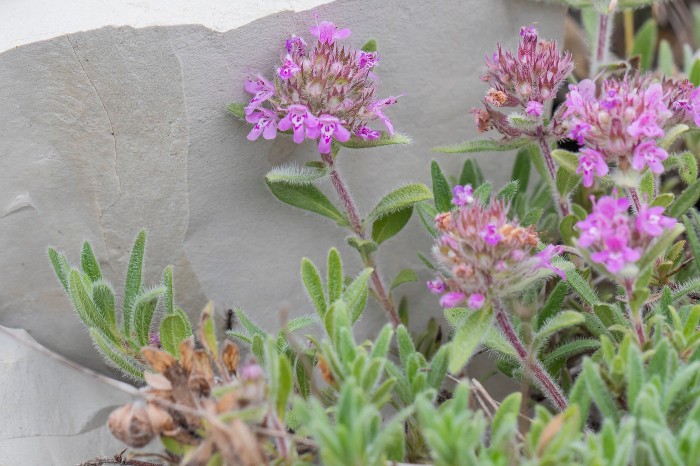 Изображение особи Thymus markhotensis.