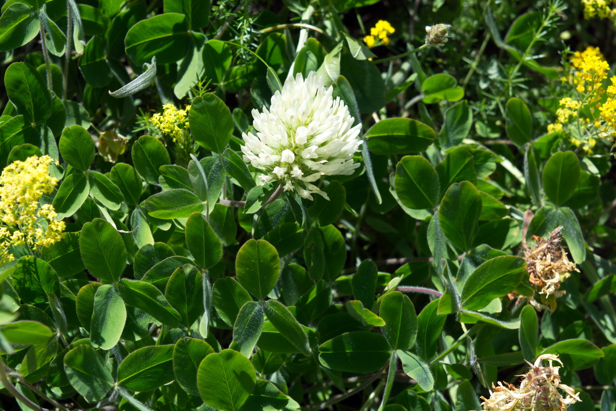 Изображение особи род Trifolium.