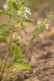 Stachys annua. Побеги с соцветиями. Ростовская обл., Мясниковский р-н, окр. села Несветай, каменистая степь. 16.07.2022.