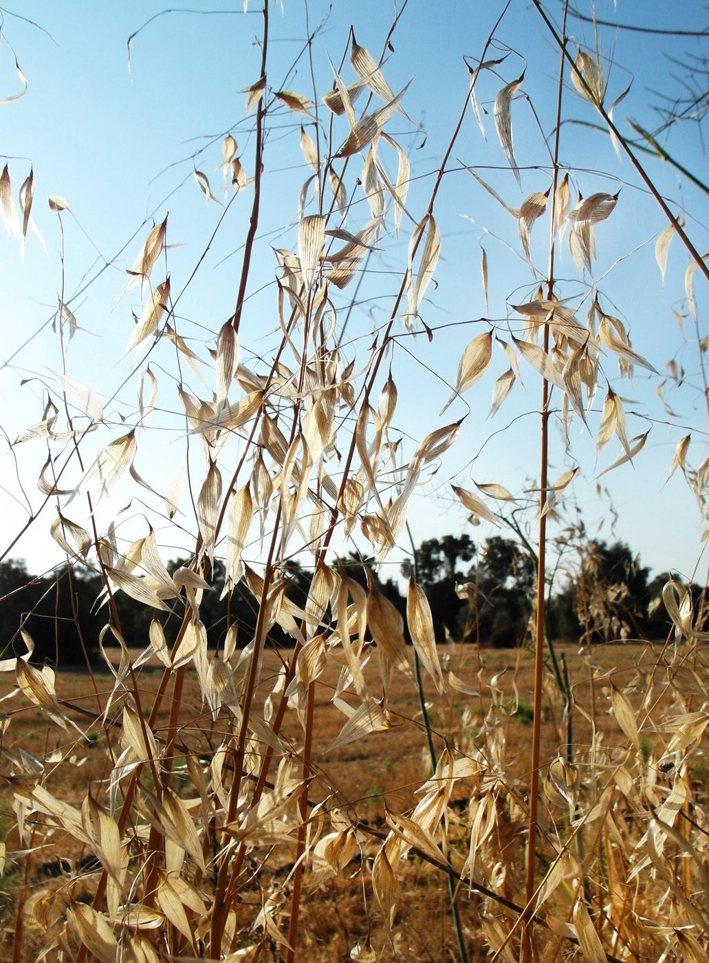 Image of genus Avena specimen.