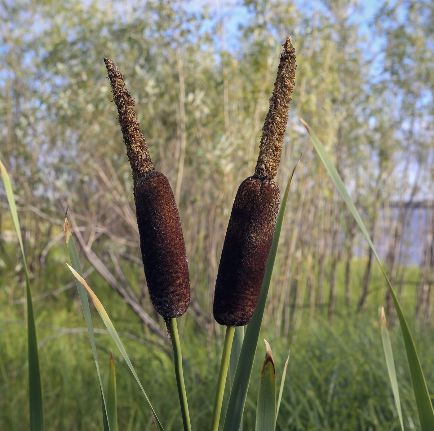 Image of Typha latifolia specimen.