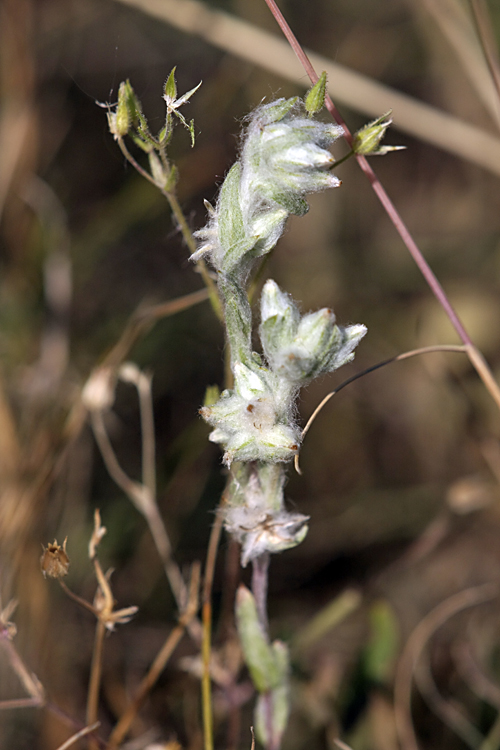 Image of Filago arvensis specimen.