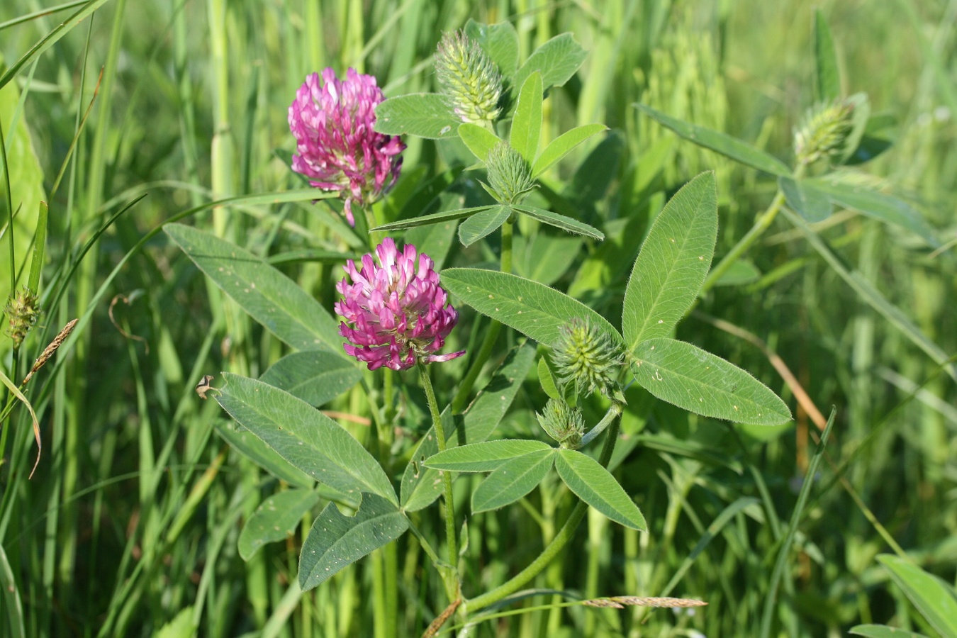 Изображение особи Trifolium medium.