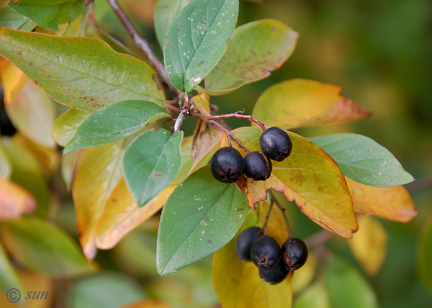 Image of Cotoneaster lucidus specimen.