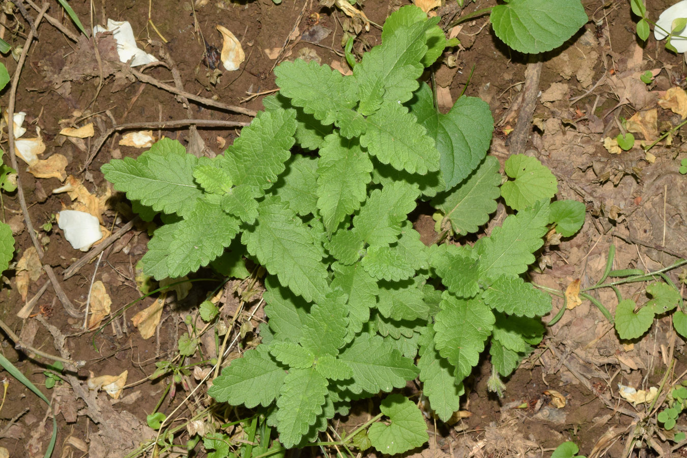 Image of Melissa officinalis specimen.