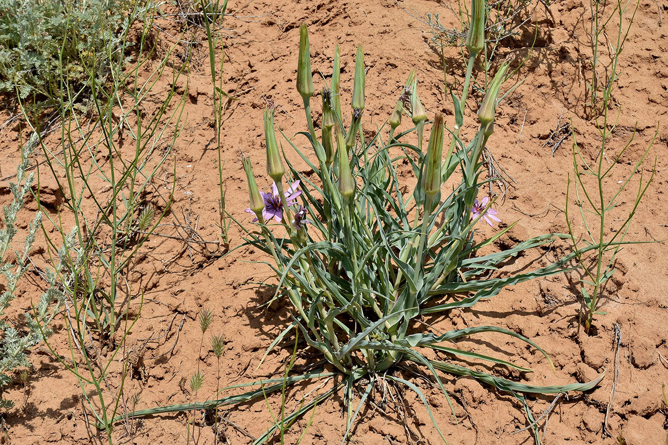 Image of Tragopogon ruber specimen.