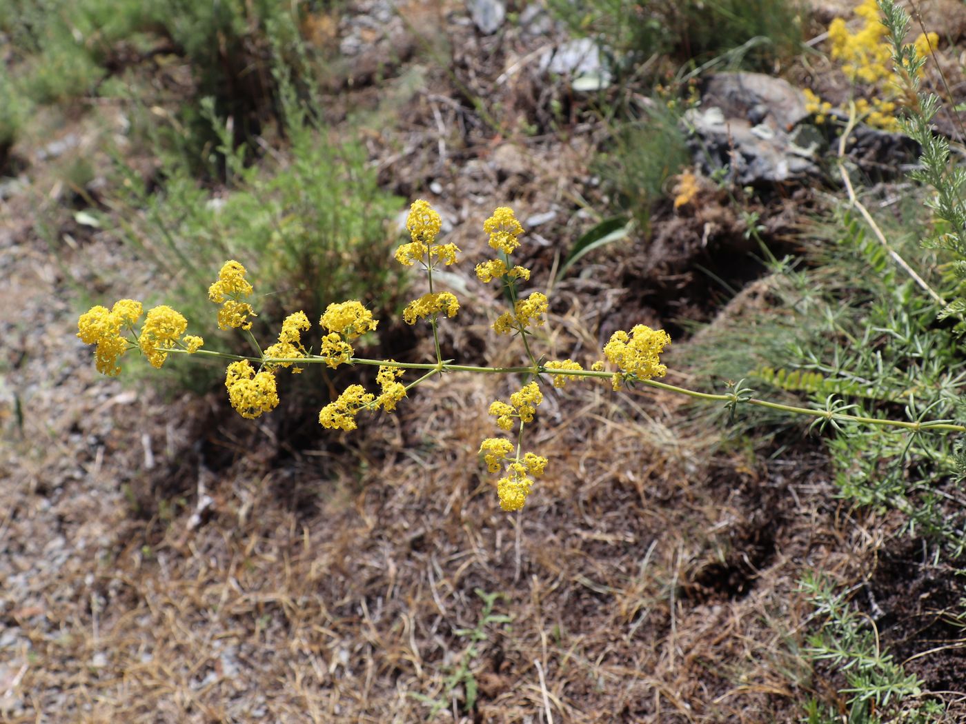 Image of Galium pamiro-alaicum specimen.