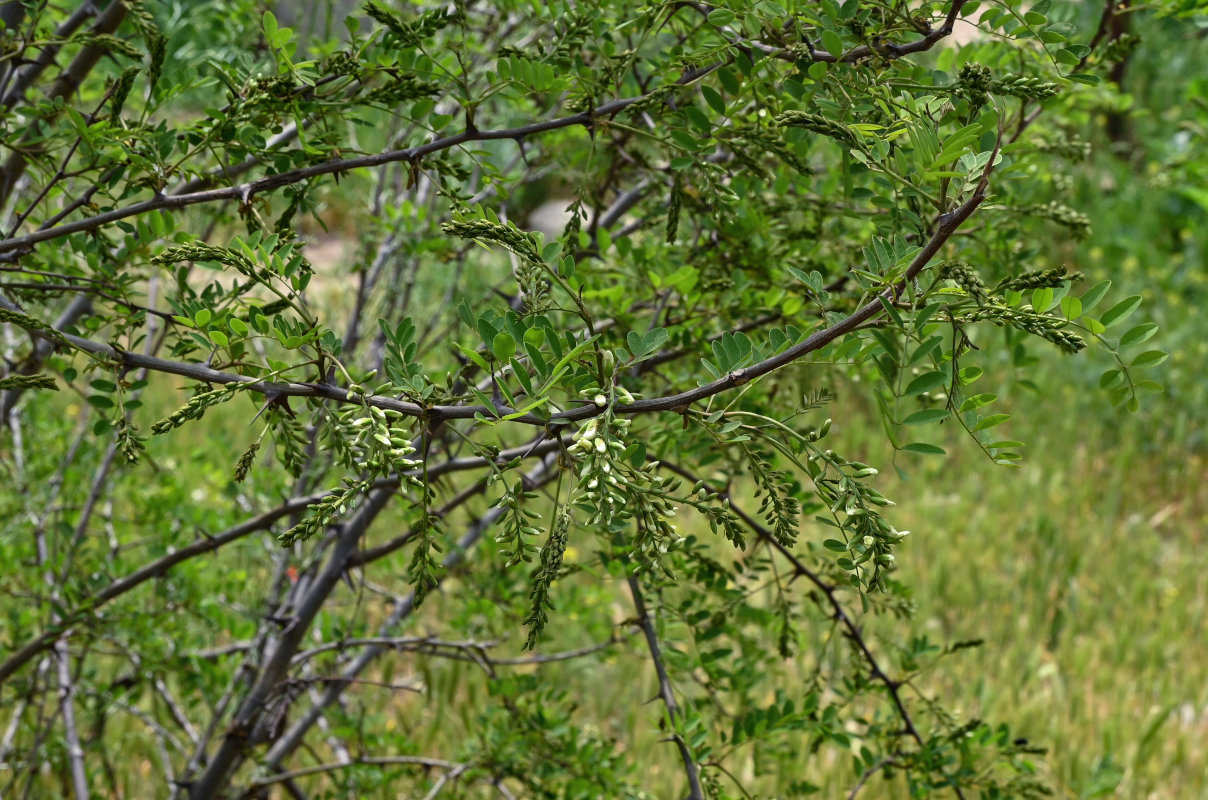 Изображение особи Robinia pseudoacacia.