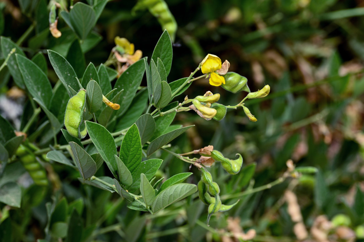 Image of Cajanus cajan specimen.