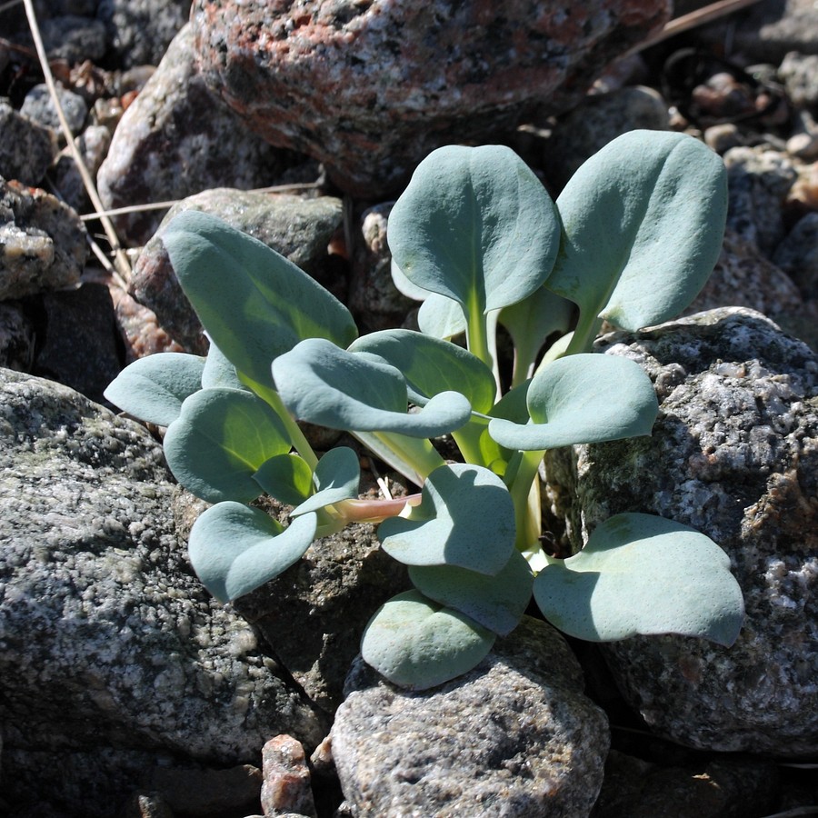 Изображение особи Mertensia maritima.