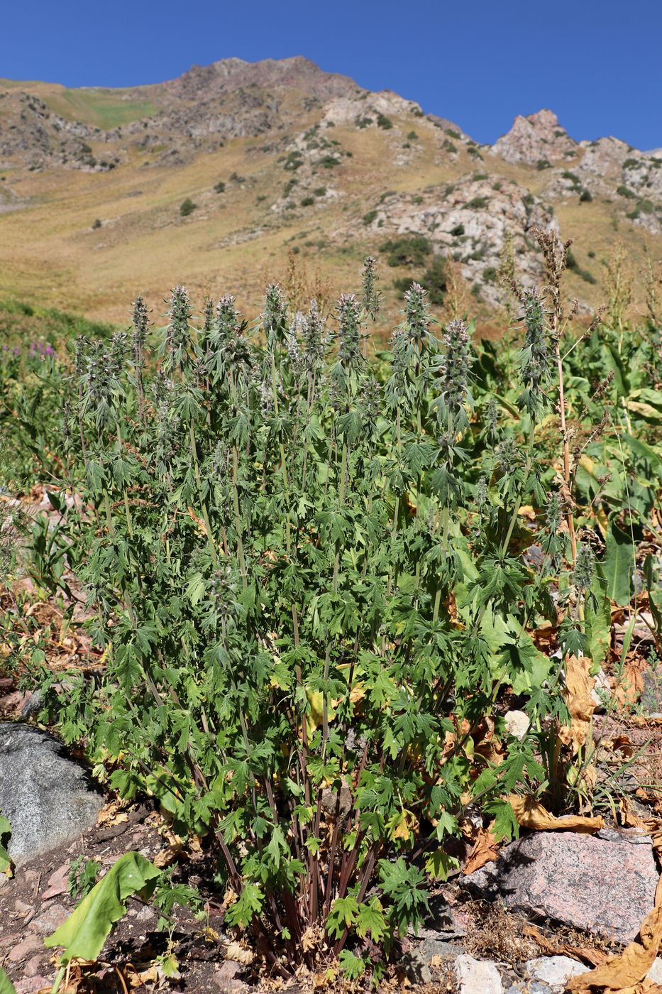 Изображение особи Leonurus panzerioides.