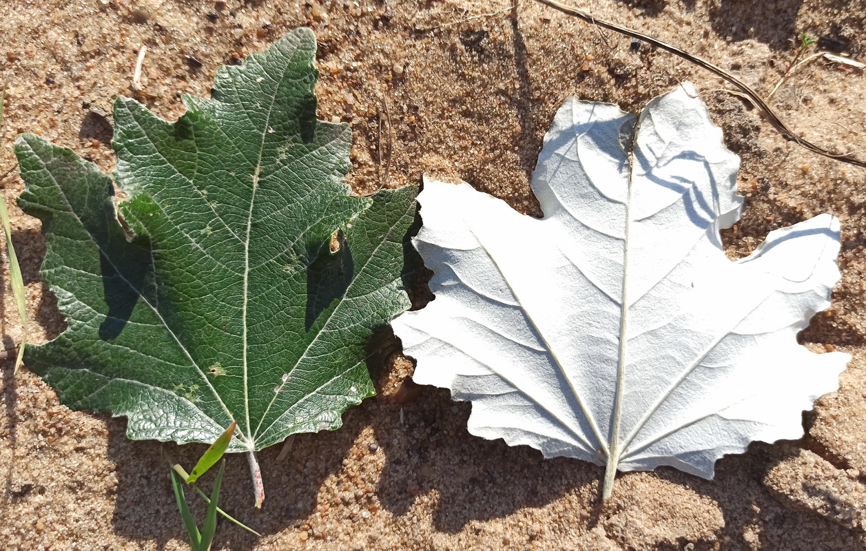 Image of Populus alba specimen.