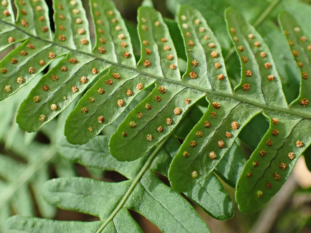 Изображение особи Polypodium sibiricum.