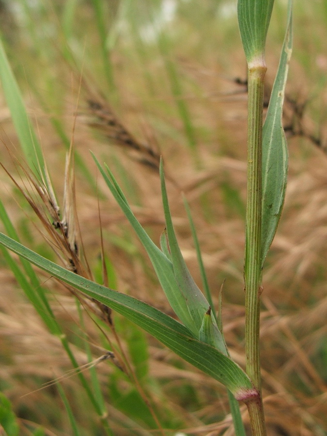 Image of Tragopogon dubius specimen.