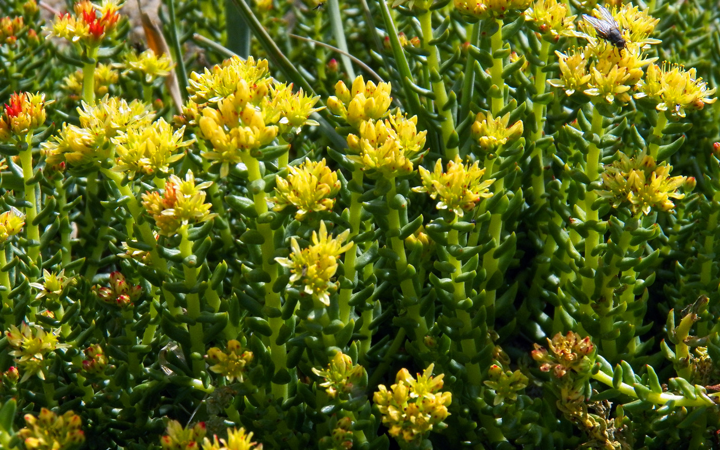 Изображение особи Rhodiola pamiroalaica.