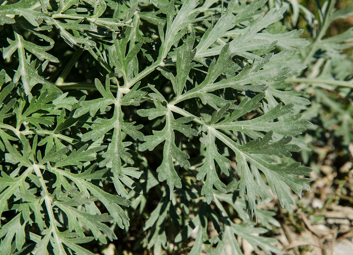 Image of Artemisia absinthium specimen.