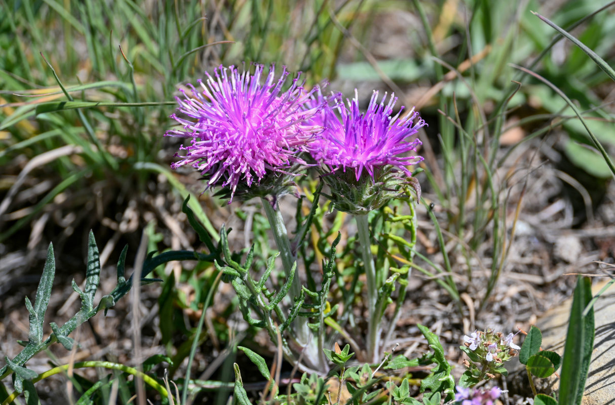 Image of Jurinella squarrosa specimen.