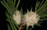 Смотреть изображение Picea abies