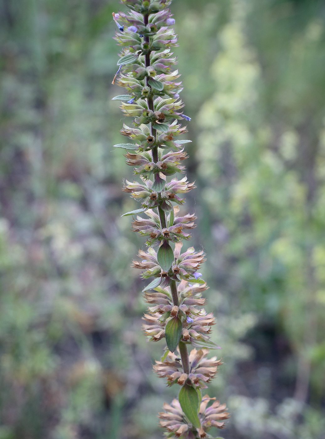 Image of Dracocephalum thymiflorum specimen.