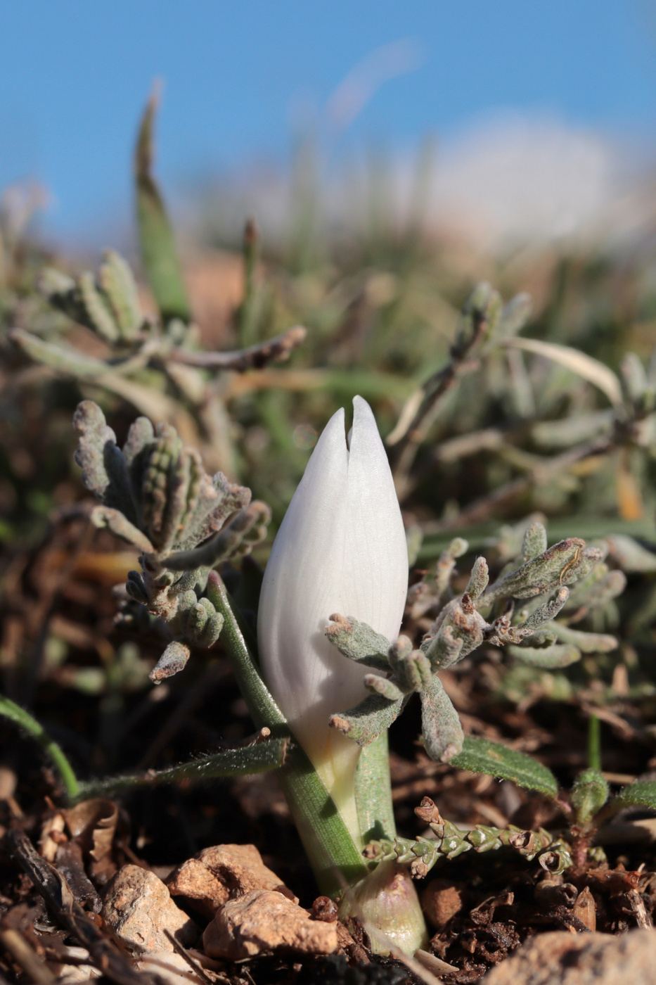 Изображение особи Colchicum triphyllum.