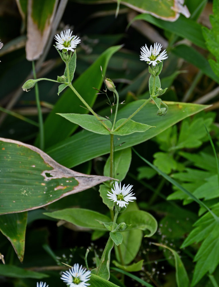 Изображение особи Fimbripetalum radians.