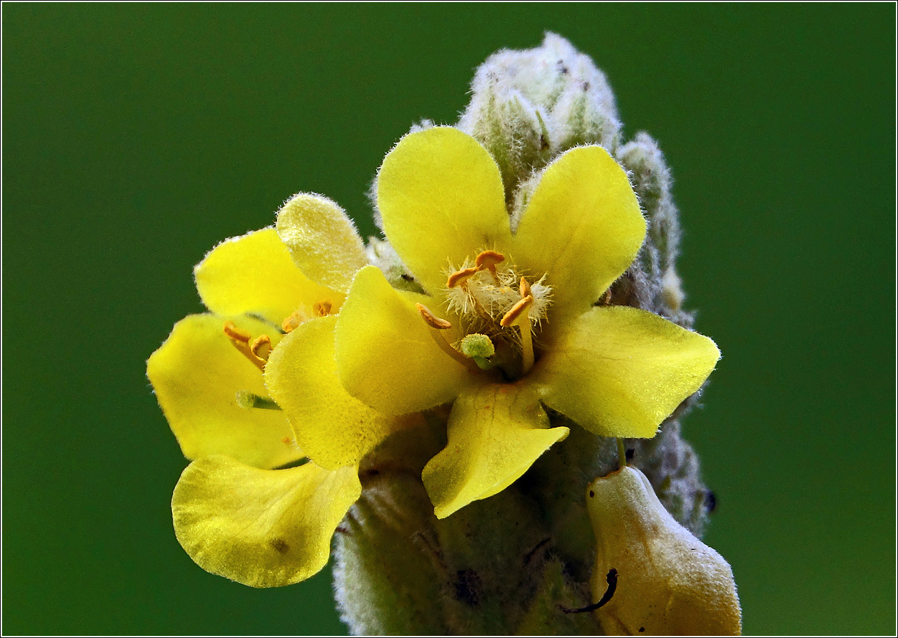 Image of Verbascum thapsus specimen.