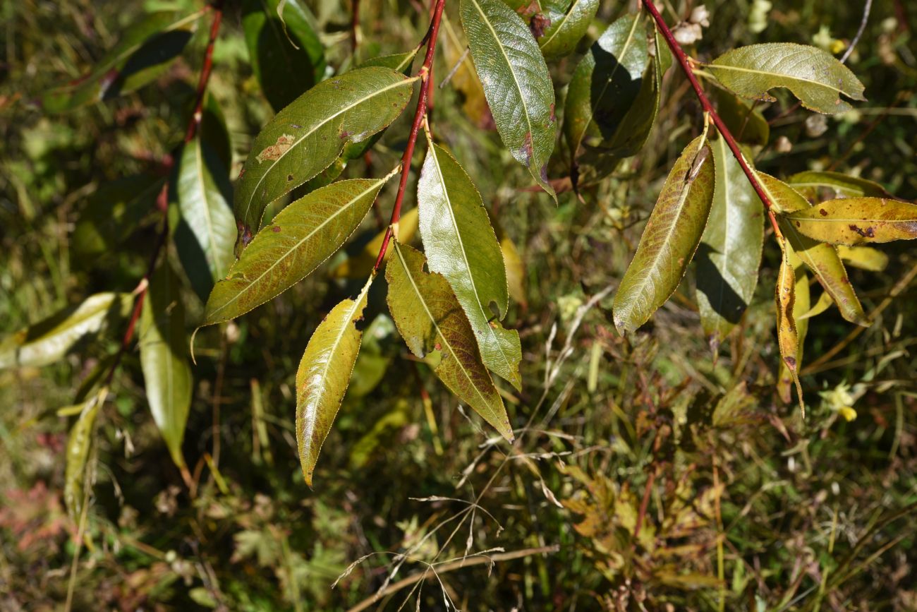 Изображение особи Salix pentandra.