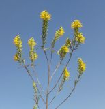 Orthanthella lutea. Цветущее растение, меловой холм в Луганской области, 2010 г.