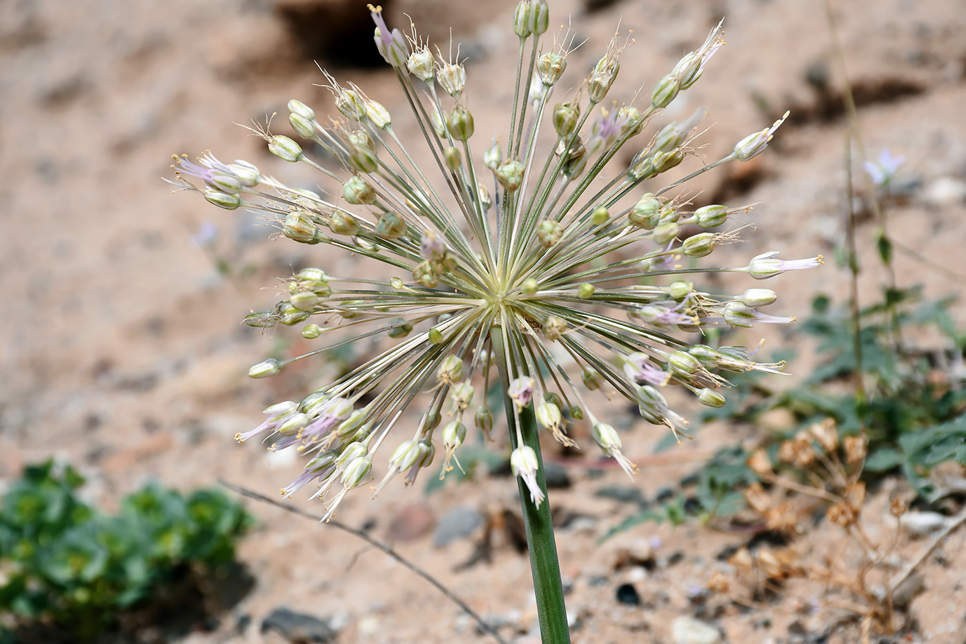 Image of Allium baissunense specimen.