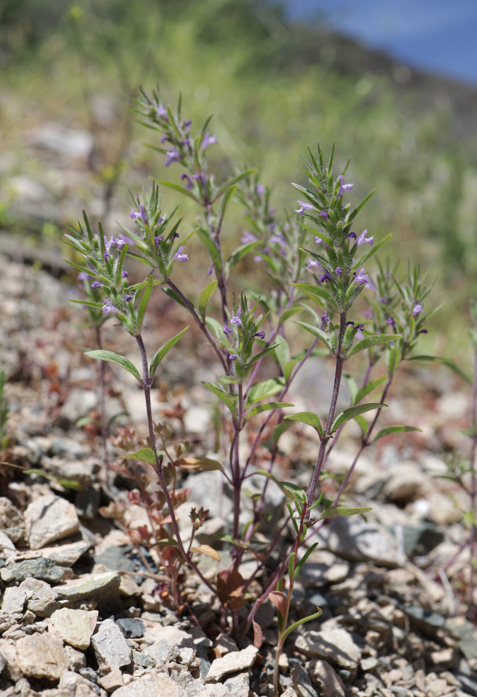 Image of Ziziphora tenuior specimen.