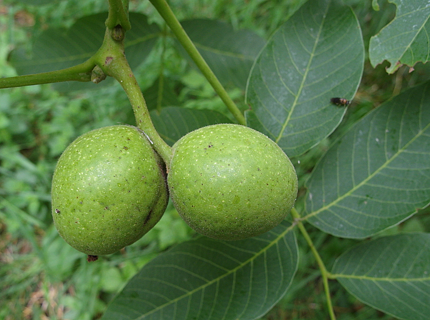 Image of Juglans regia specimen.