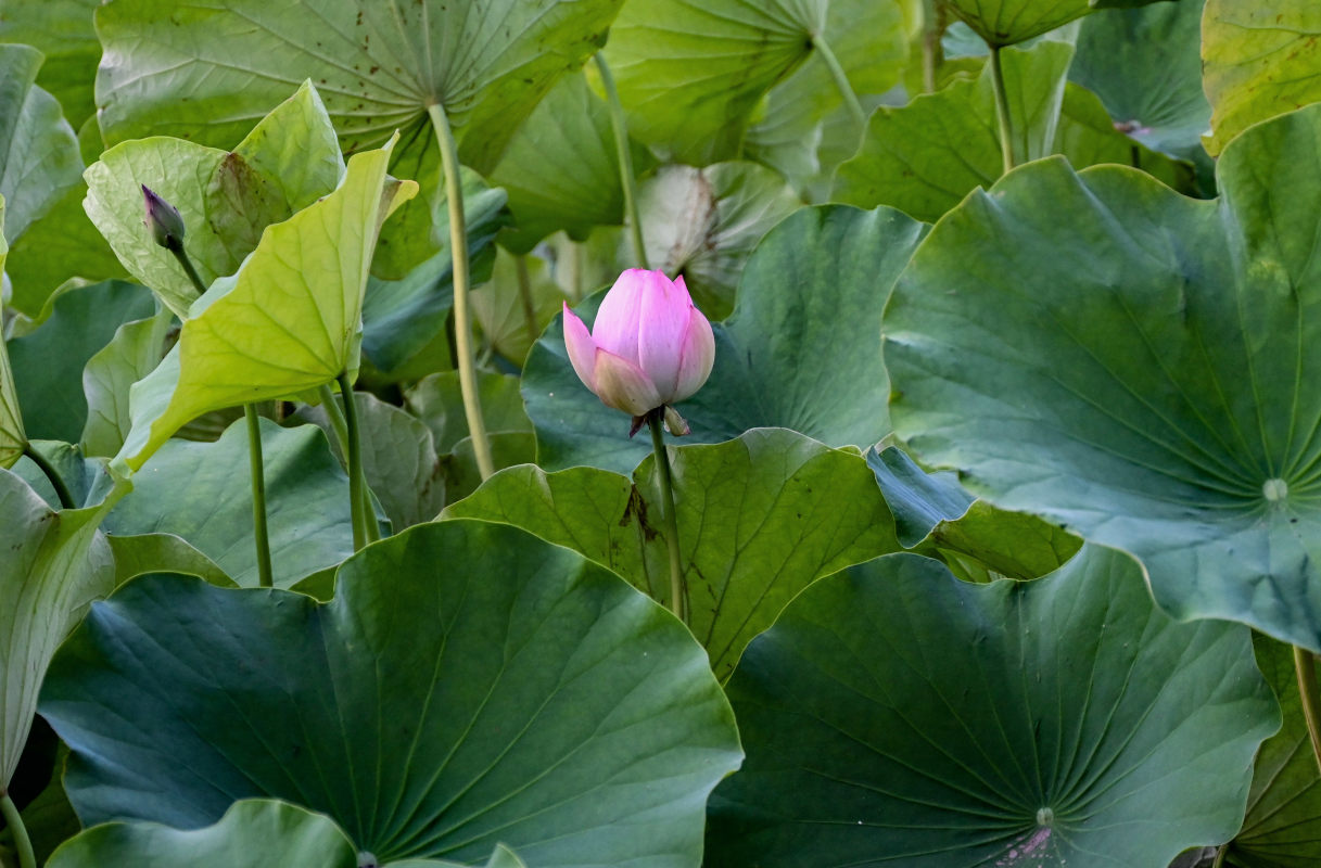 Изображение особи Nelumbo nucifera.