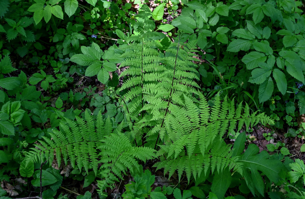 Image of Athyrium filix-femina specimen.