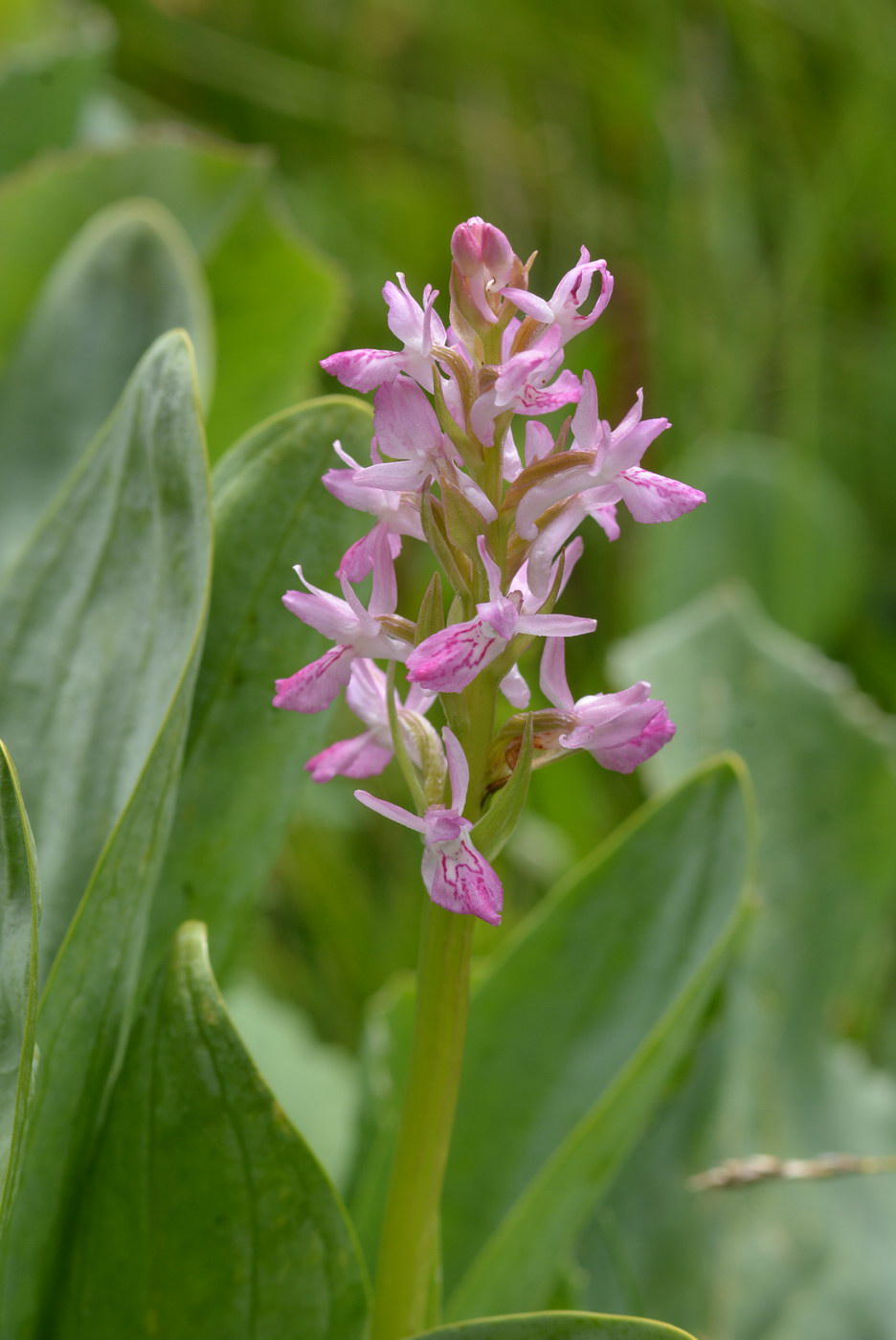 Image of Dactylorhiza umbrosa specimen.