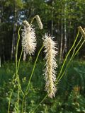 Sanguisorba parviflora. Верхушка цветущего растения. Хабаровский край, окр. г. Комсомольск-на-Амуре, Силинский лесопарк, зарастающая просека. 30.07.2024.