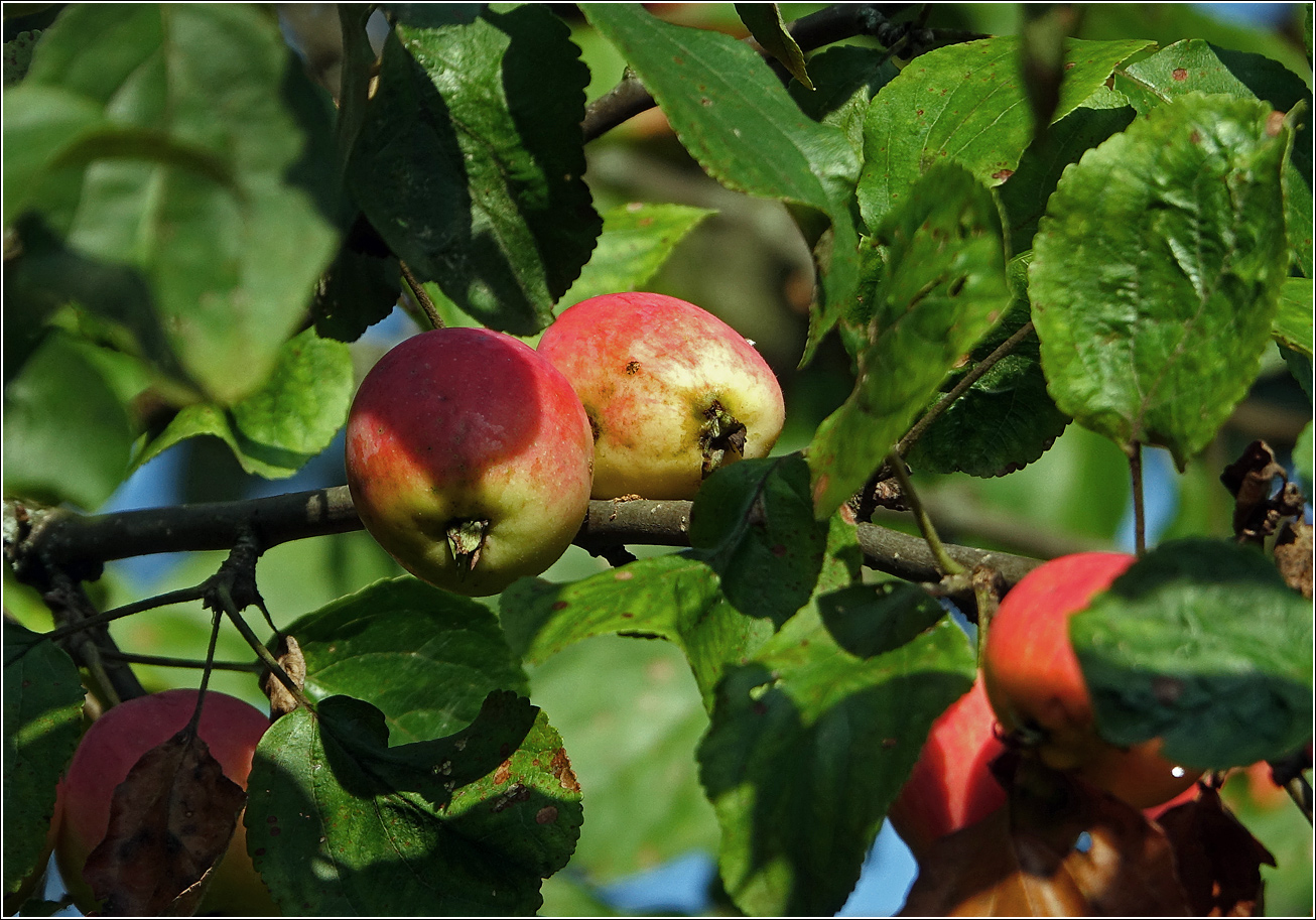 Изображение особи Malus prunifolia.