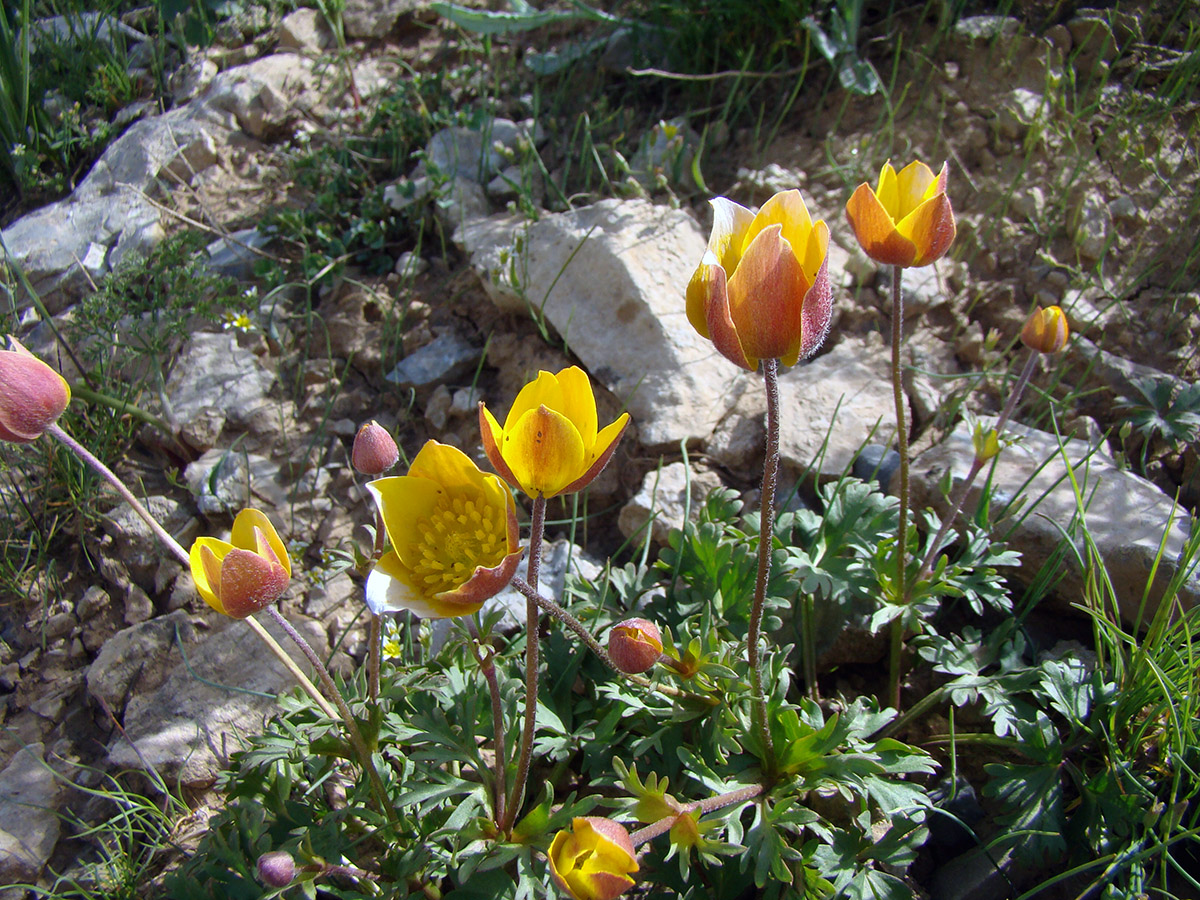 Image of Anemone gortschakowii specimen.