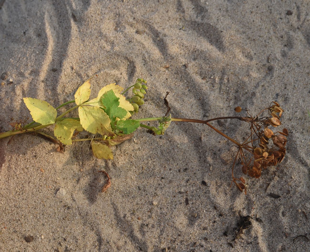 Image of familia Apiaceae specimen.