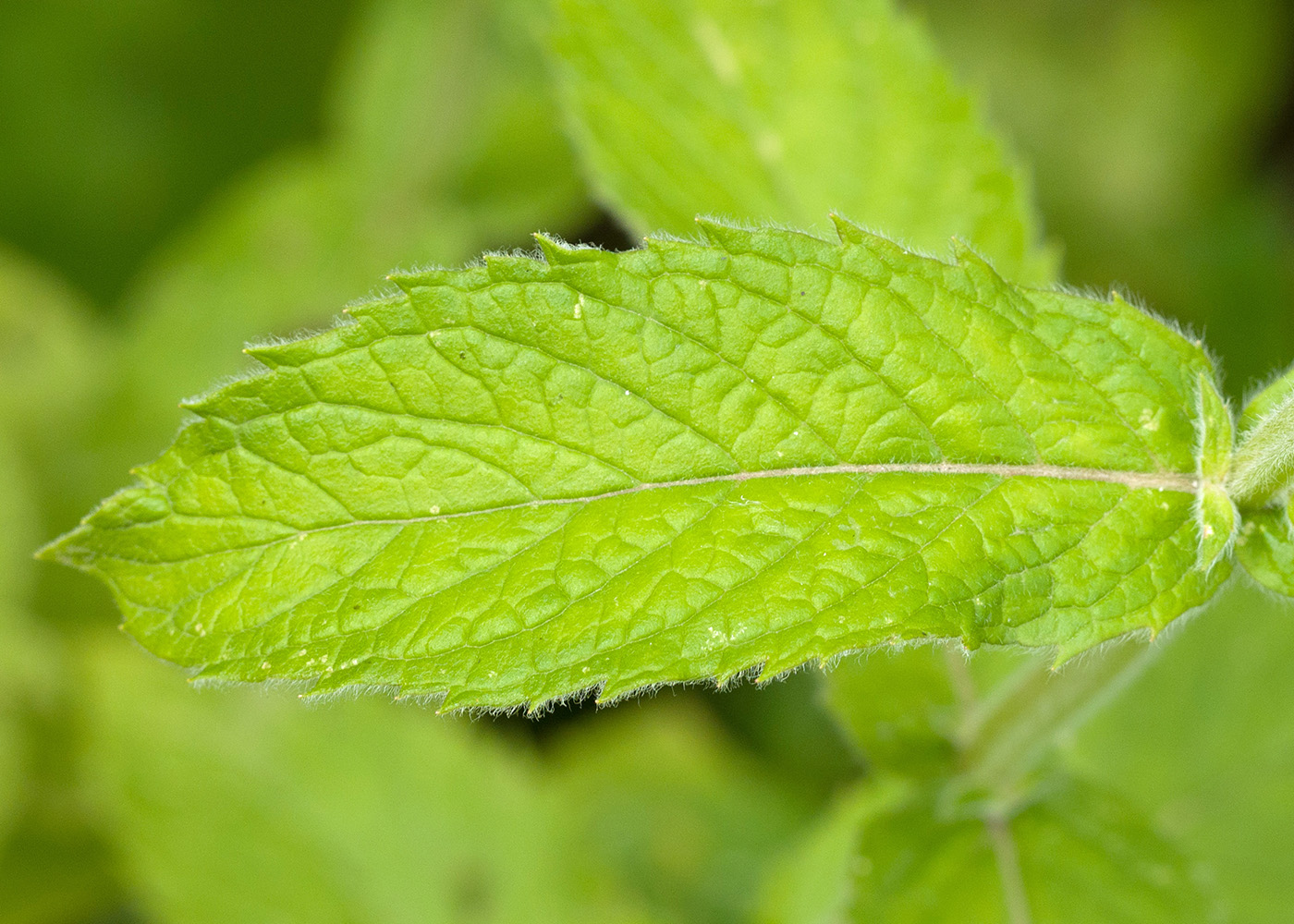 Изображение особи Mentha longifolia.