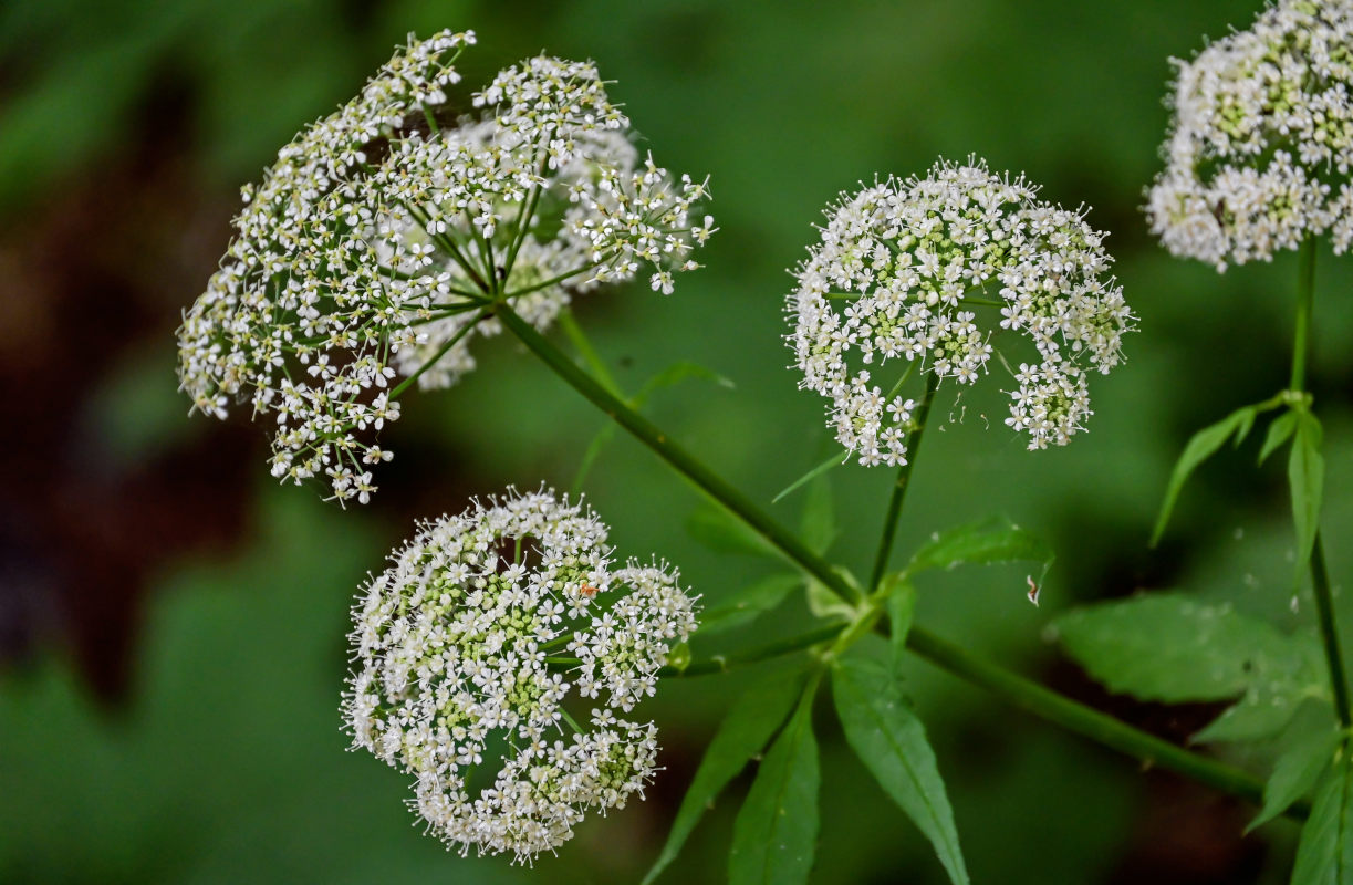 Image of Aegopodium podagraria specimen.