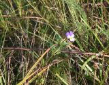 Viola tricolor. Цветущее растение. Калужская обл., Ульяновский р-н, р. Вытебеть, в 1,5 км к юго-востоку от деревни Мелихово, луг на высоком левом берегу. 30 августа 2024 г.