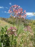 Allium trachyscordum. Верхушки цветущих растений. Казахстан, Западный Тянь-Шань, Киргизский хр., ущ. Сугаты, ≈ 1400 м н.у.м., донная зона под степным склоном зап. экспозиции. 12 июня 2024 г.