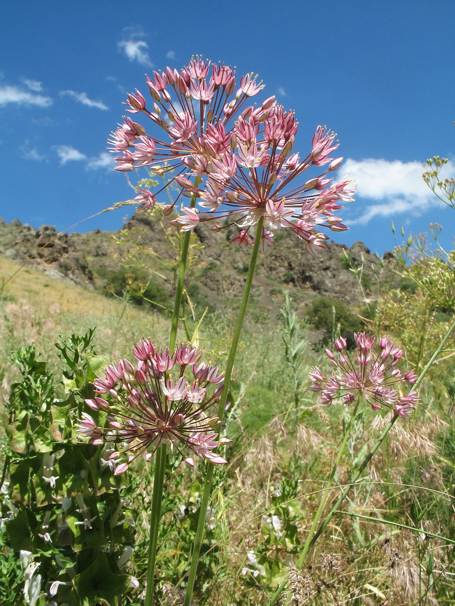 Изображение особи Allium trachyscordum.