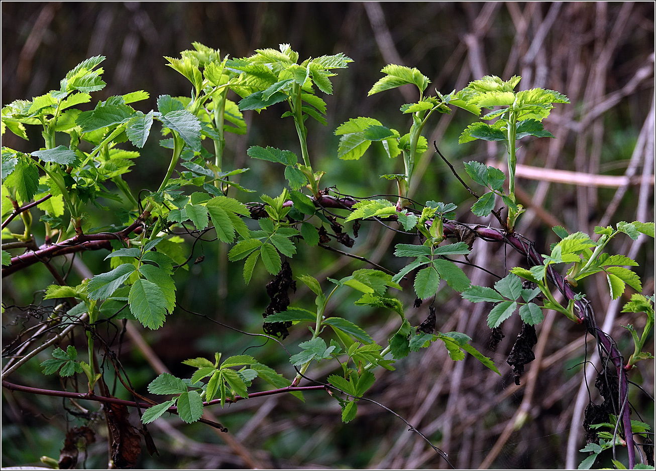 Image of genus Rosa specimen.