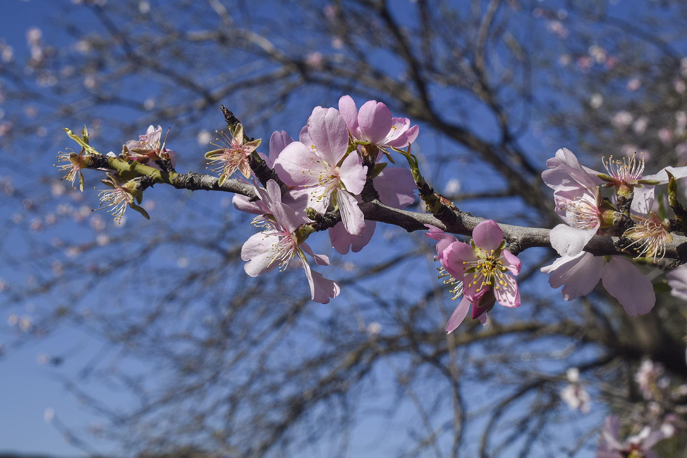 Изображение особи Amygdalus communis.